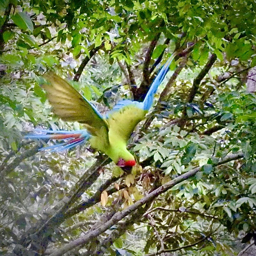 Great Green Macaw - ML623086649