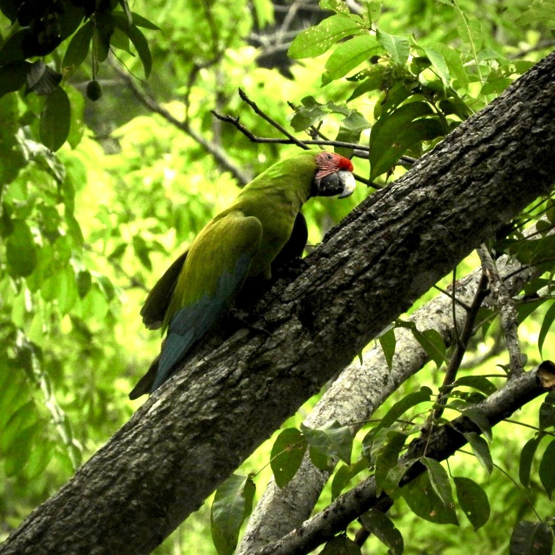 Great Green Macaw - ML623086650