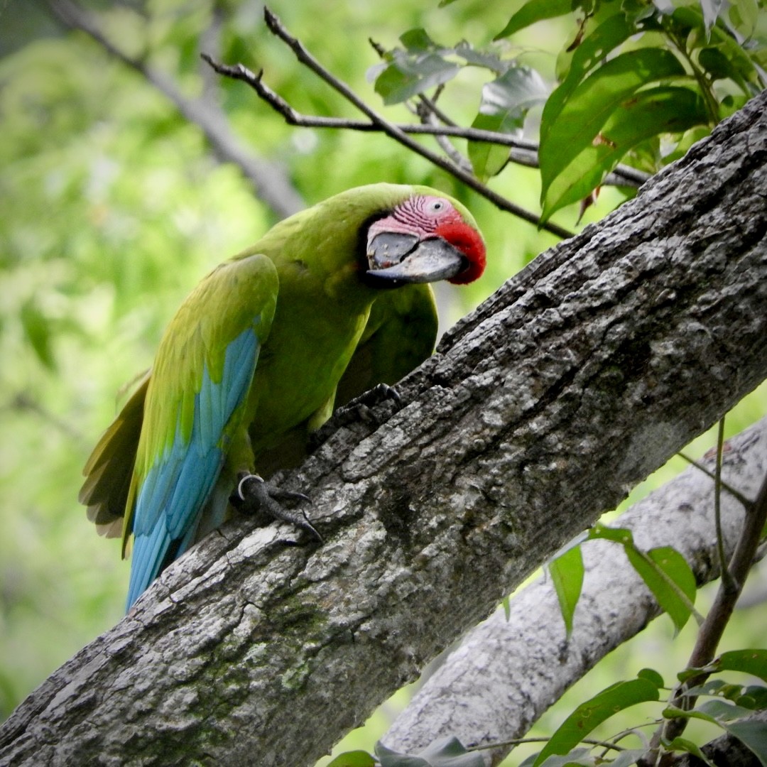 Great Green Macaw - ML623086651