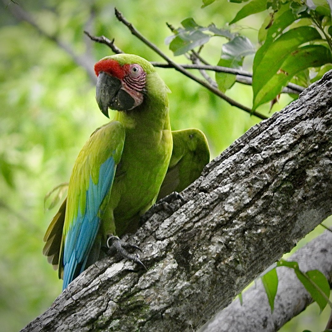 Great Green Macaw - ML623086652