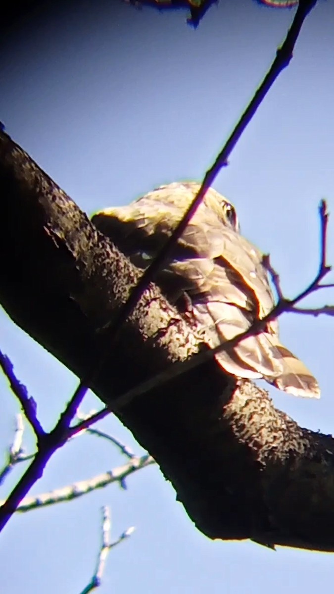 Sharp-shinned Hawk - ML623086667