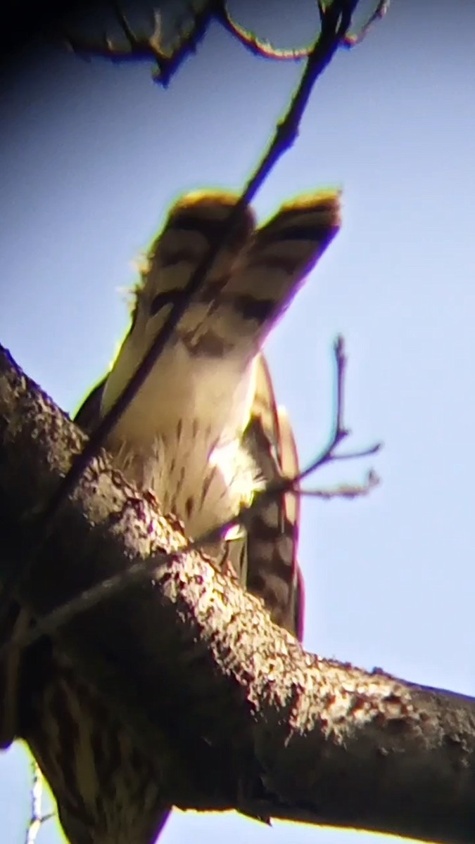 Sharp-shinned Hawk - ML623086670