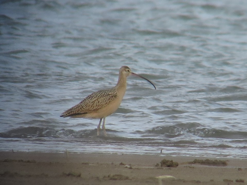 Long-billed Curlew - ML623086679