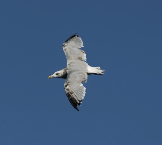 Herring Gull (American) - ML623086689