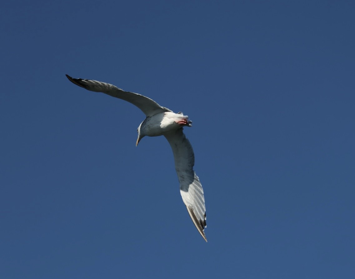 Herring Gull (American) - ML623086690