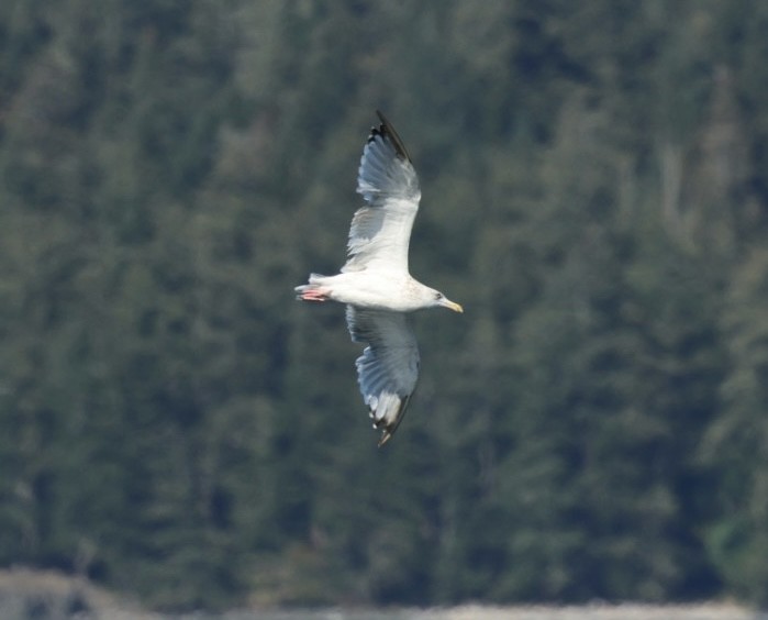 Herring Gull (American) - ML623086691