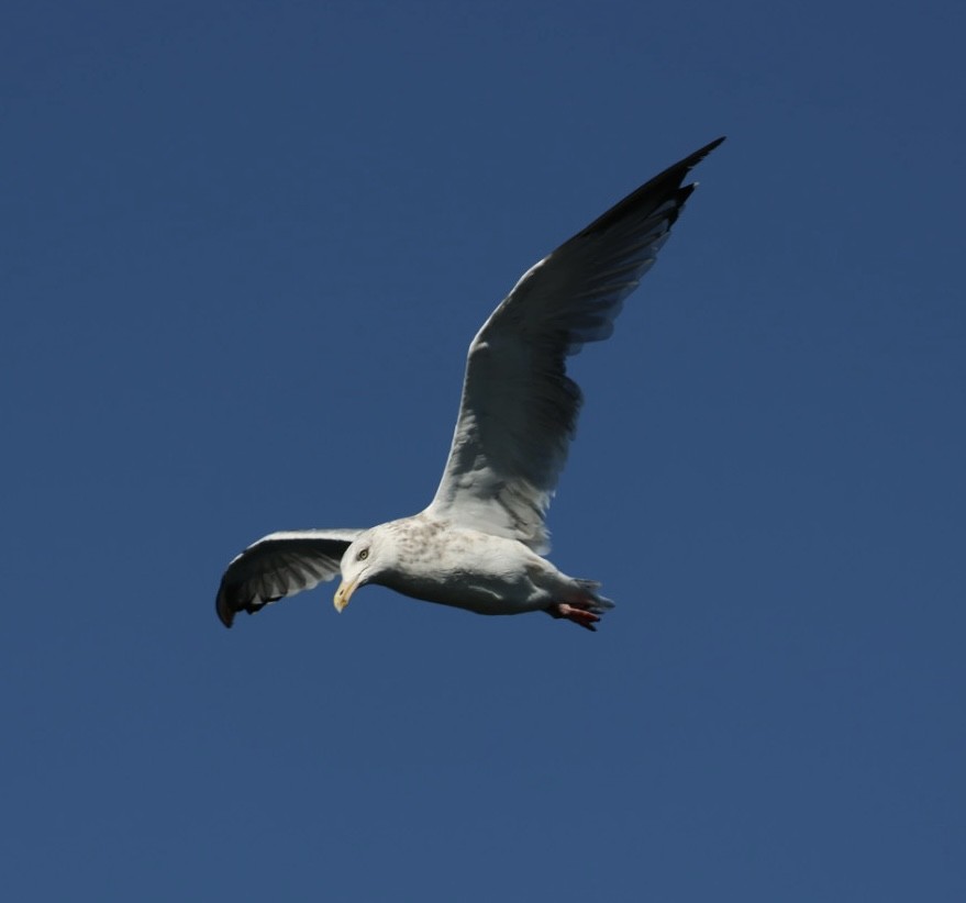 Herring Gull (American) - ML623086692