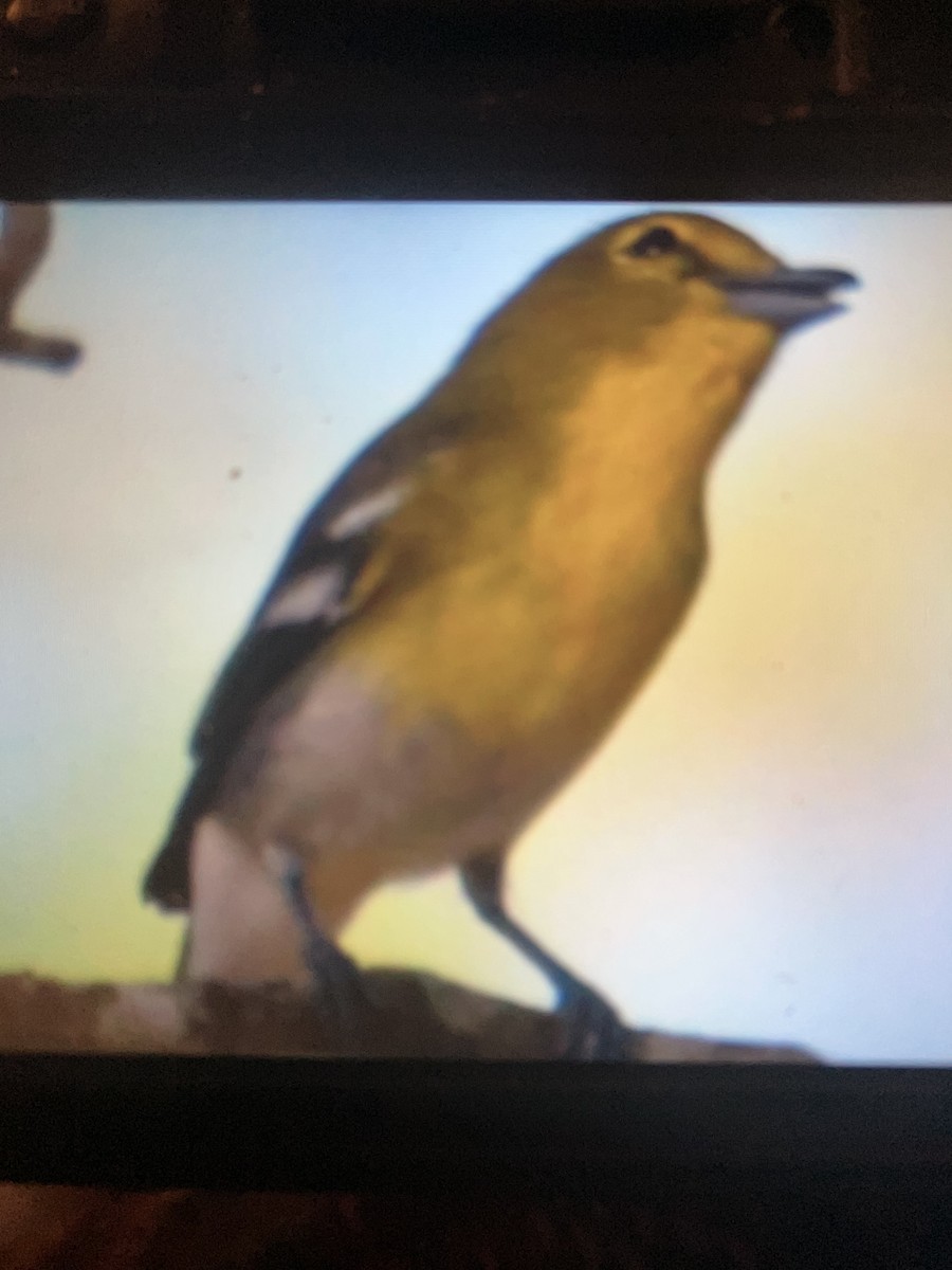 Yellow-throated Vireo - Christopher Brink