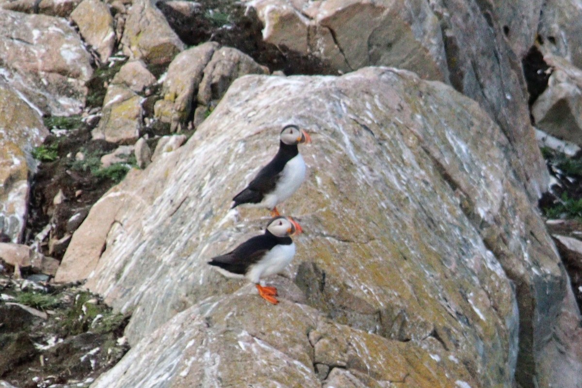 Atlantic Puffin - ML623086750