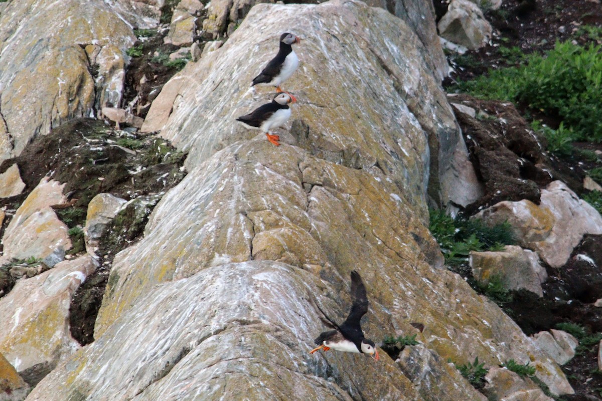 Atlantic Puffin - ML623086751