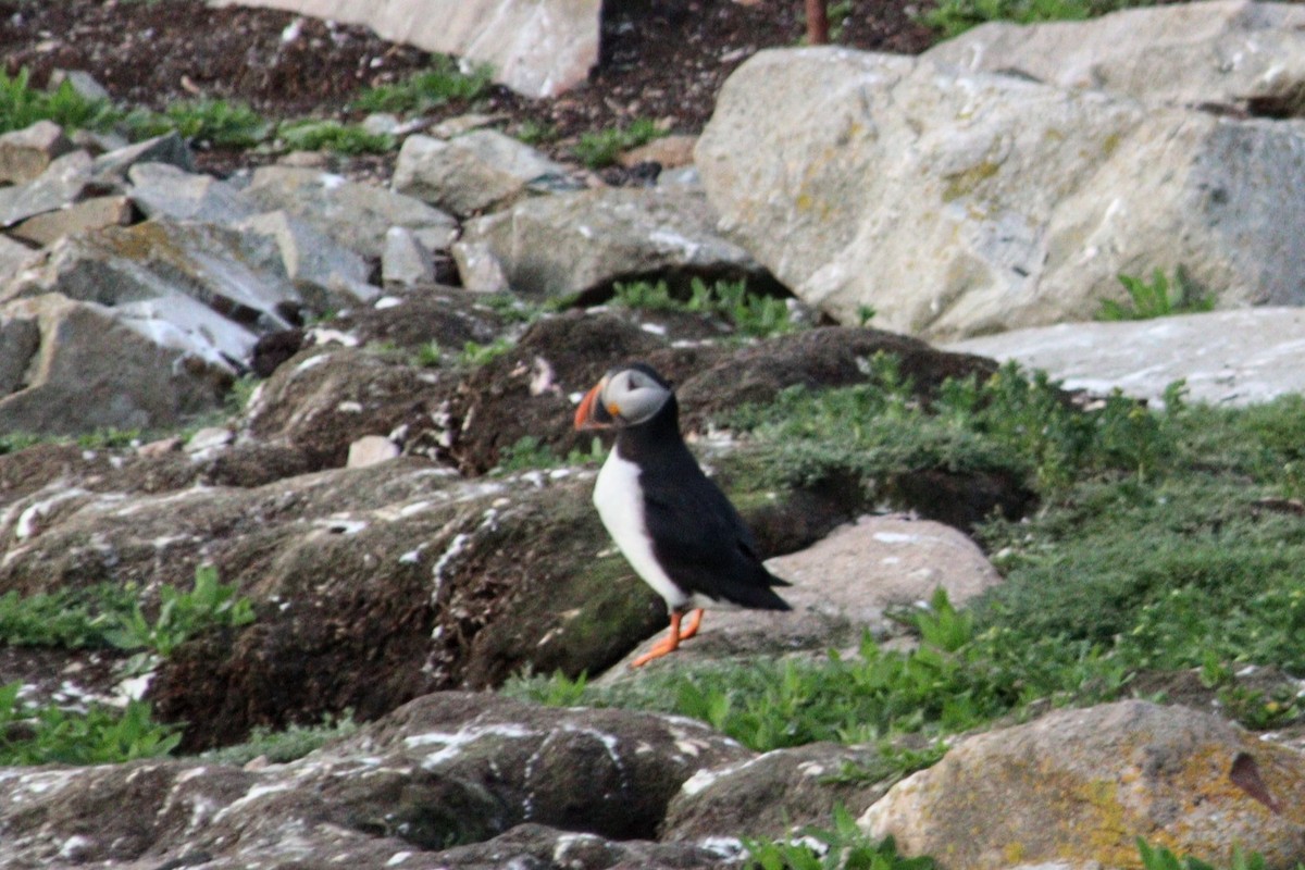 Atlantic Puffin - ML623086752