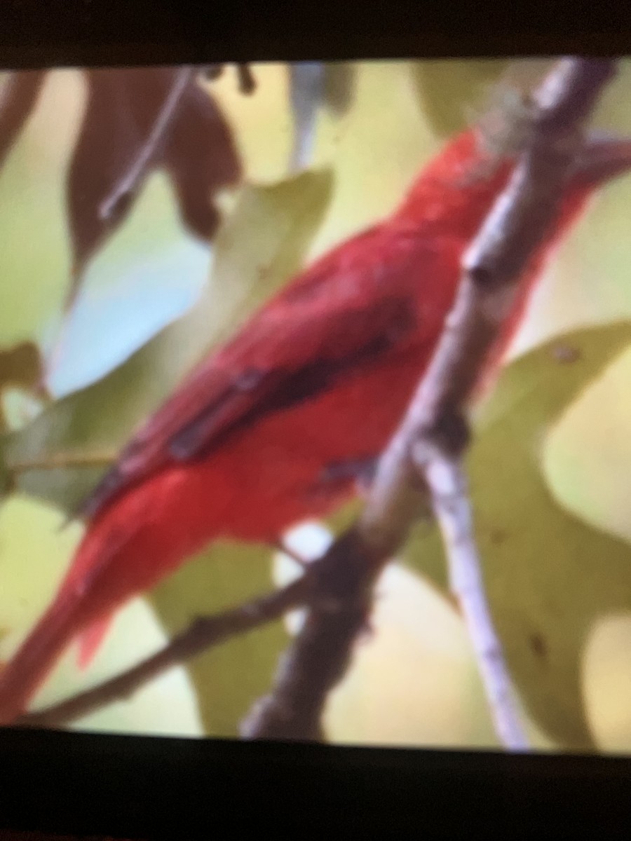 Summer Tanager - ML623086947