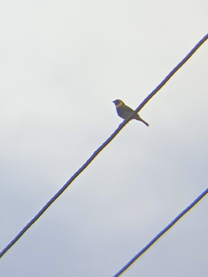 Cuban Grassquit - ML623086979