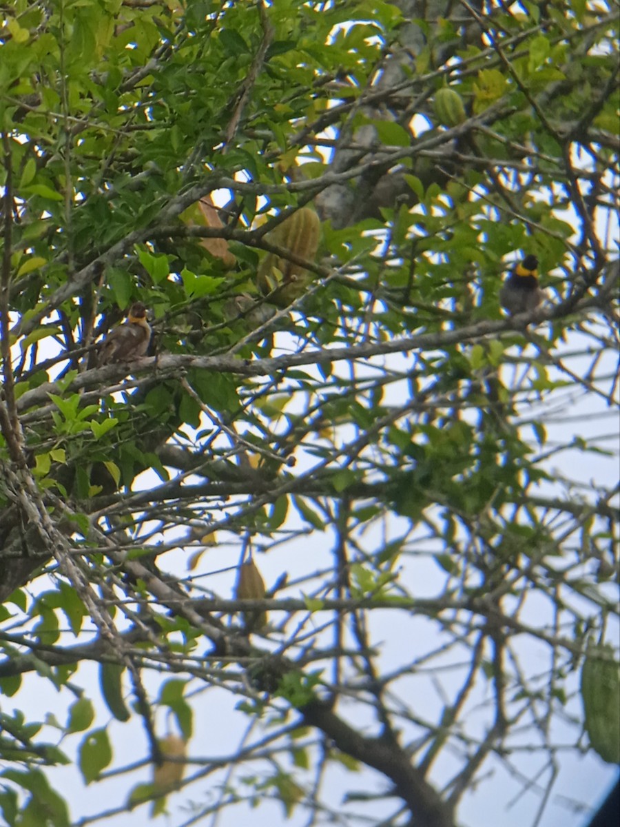 Cuban Grassquit - ML623086980