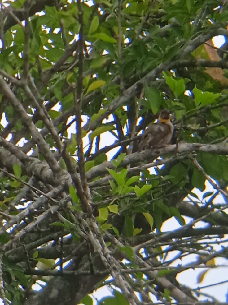 Cuban Grassquit - ML623086981