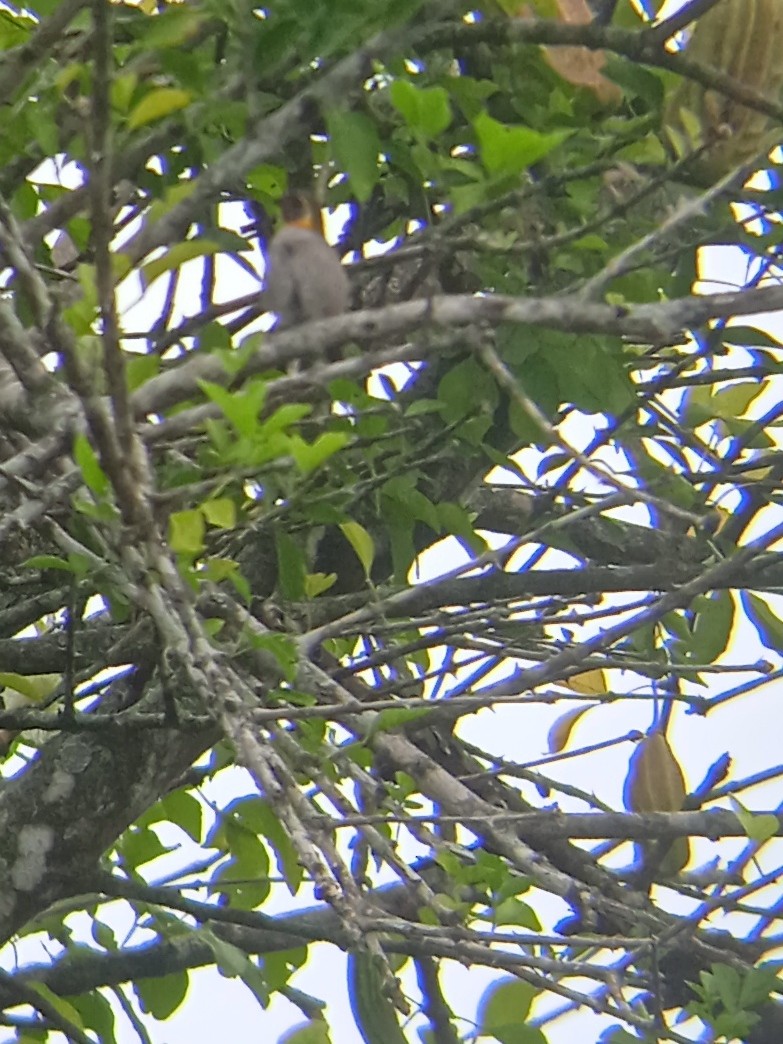 Cuban Grassquit - ML623086982