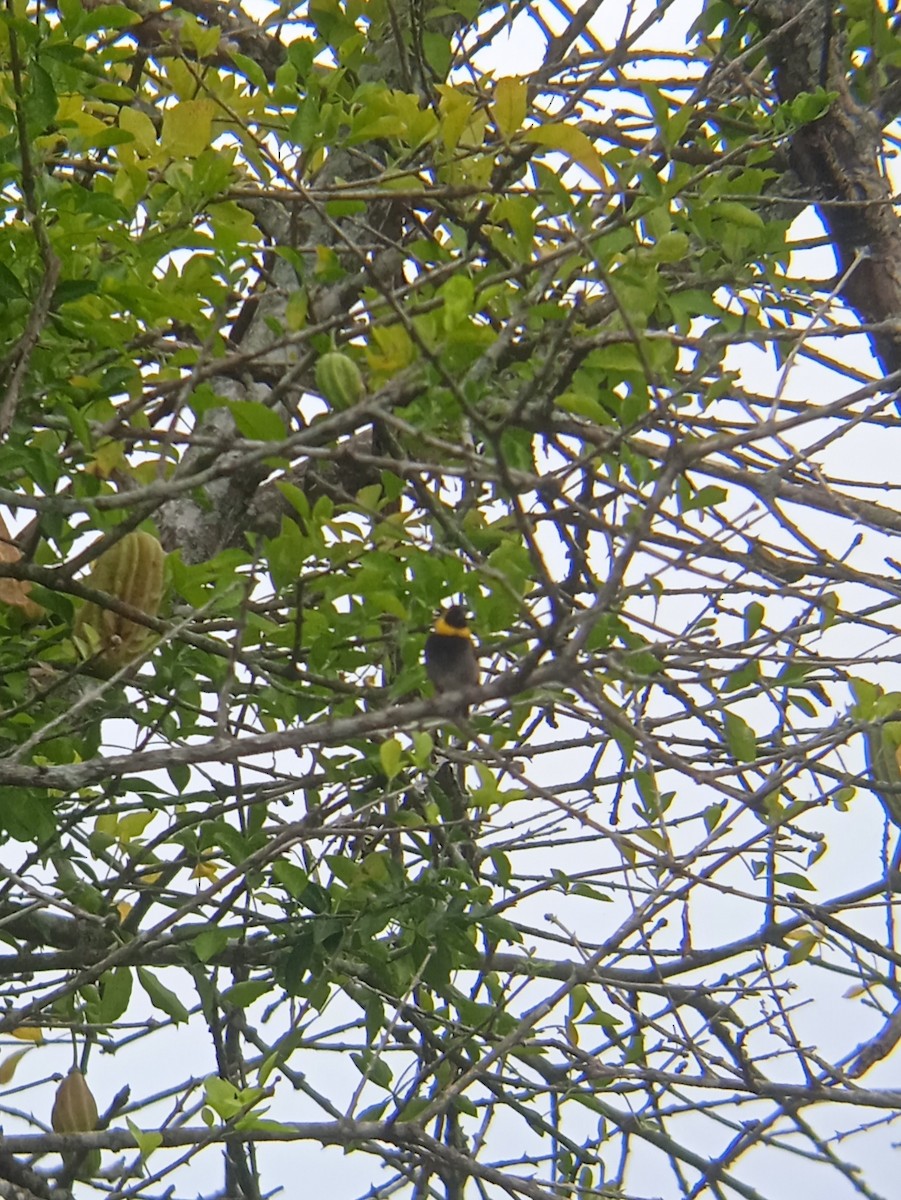 Cuban Grassquit - ML623086983