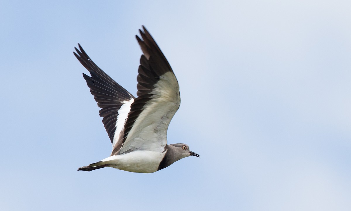 Black-winged Lapwing - ML623086989