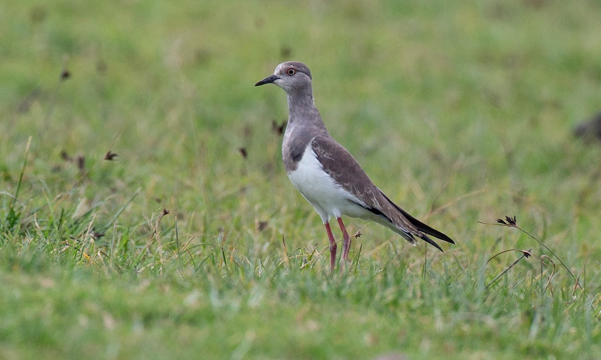 Black-winged Lapwing - ML623086990