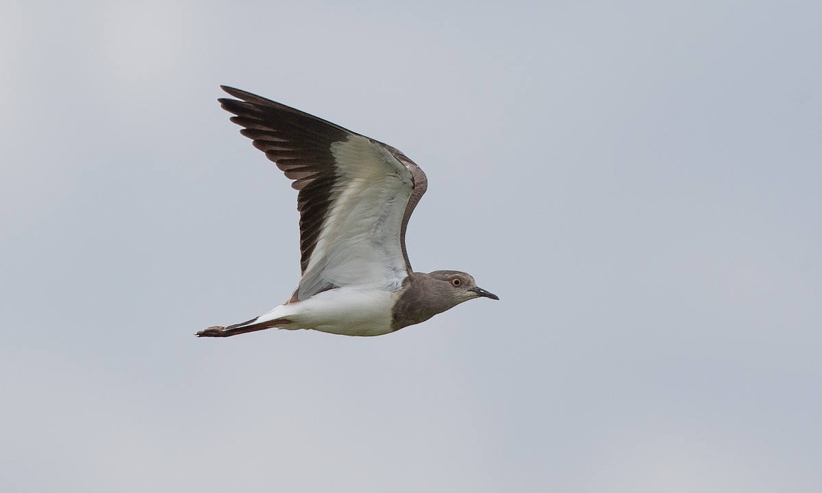 Black-winged Lapwing - ML623086991