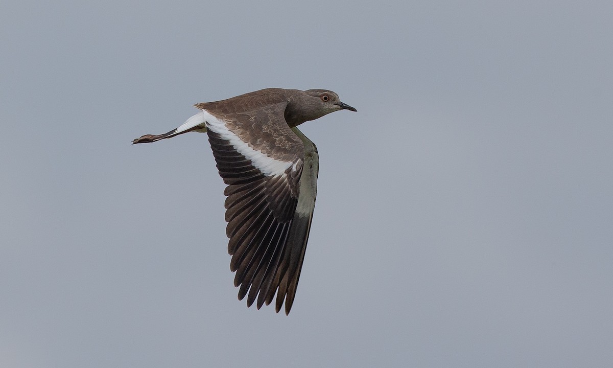 Black-winged Lapwing - ML623086992