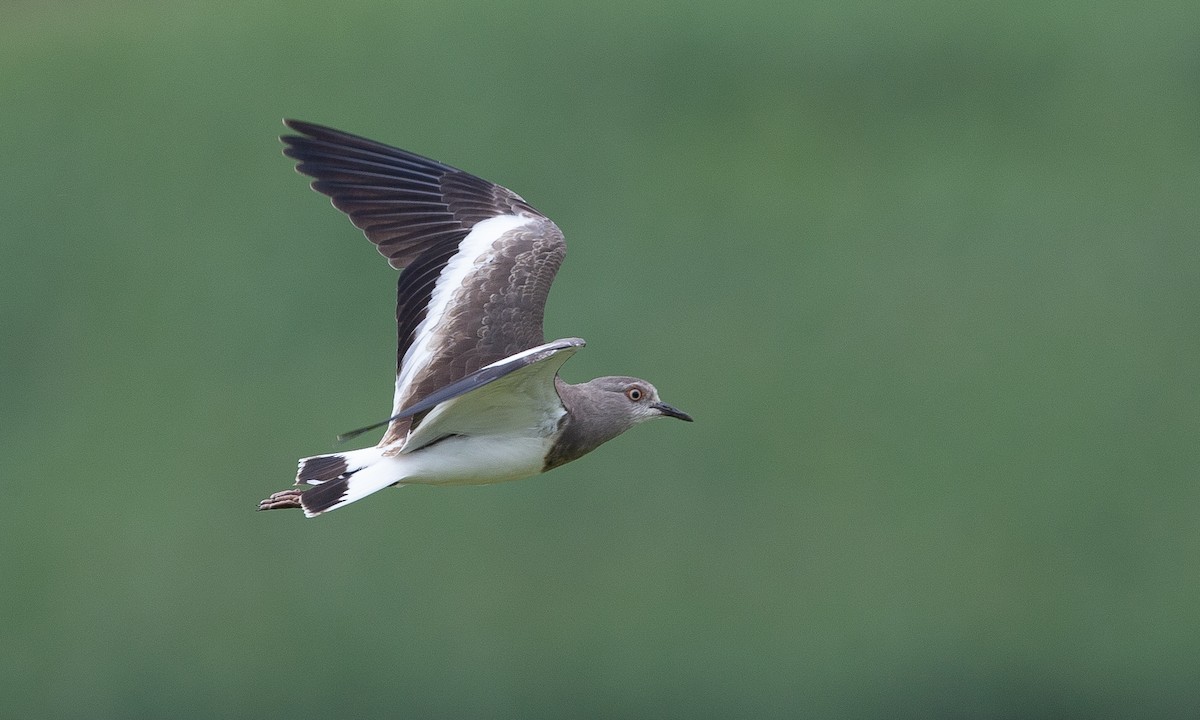 Black-winged Lapwing - ML623086993