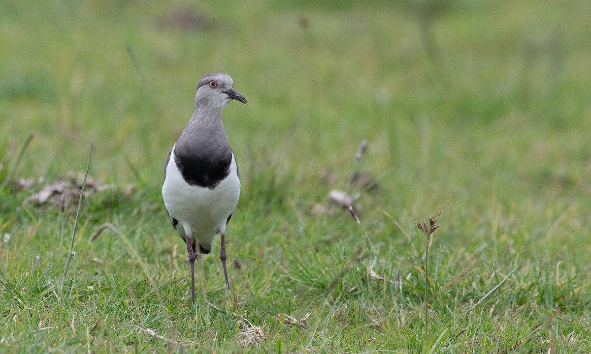 Black-winged Lapwing - ML623086994