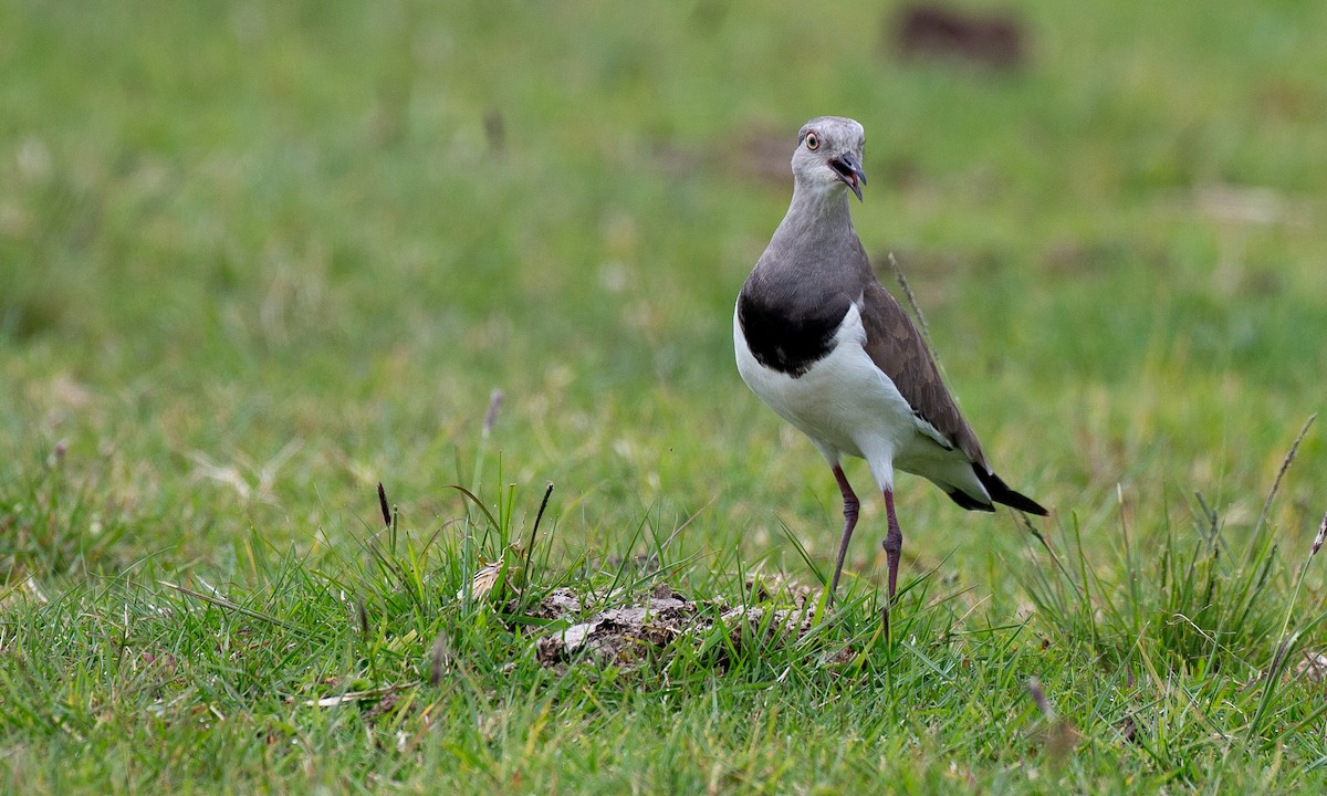 Black-winged Lapwing - ML623086995