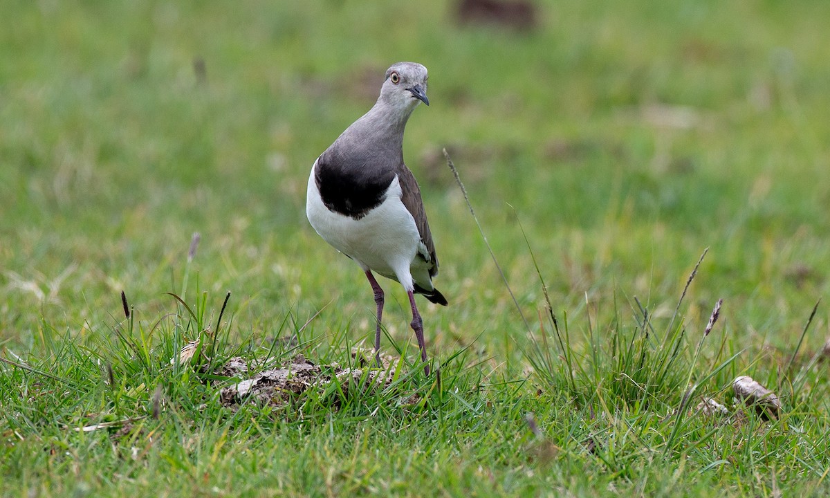 Black-winged Lapwing - Chris Wood