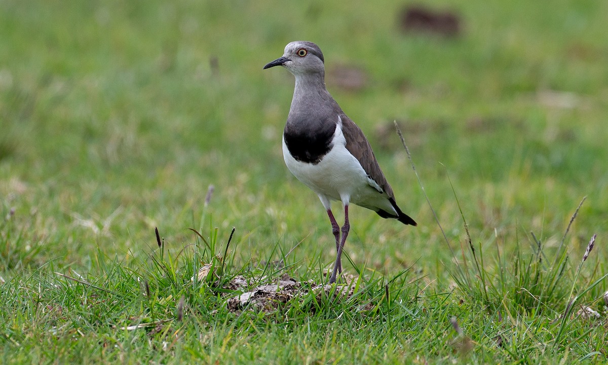 Black-winged Lapwing - ML623086997