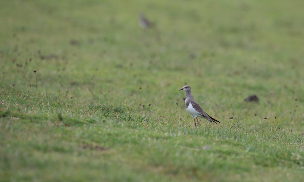 Black-winged Lapwing - ML623087000