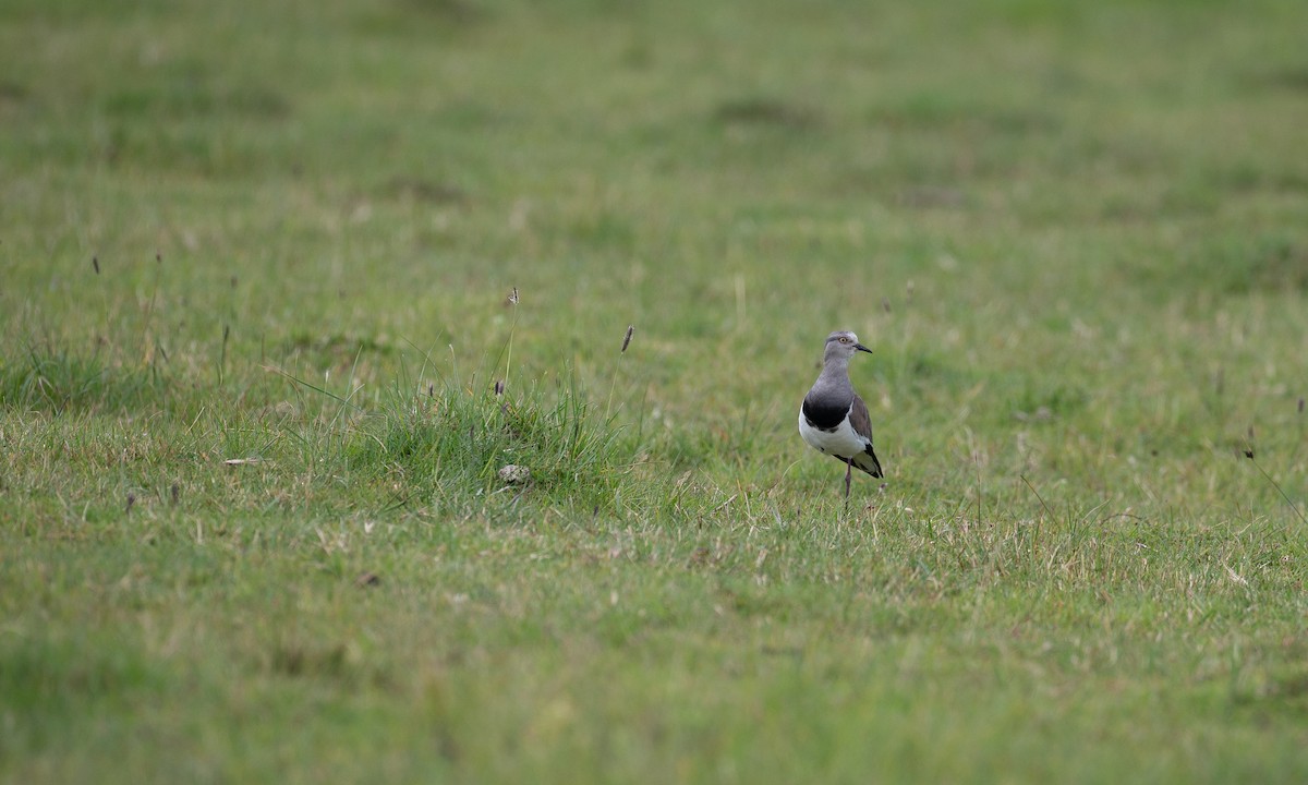 Black-winged Lapwing - ML623087001