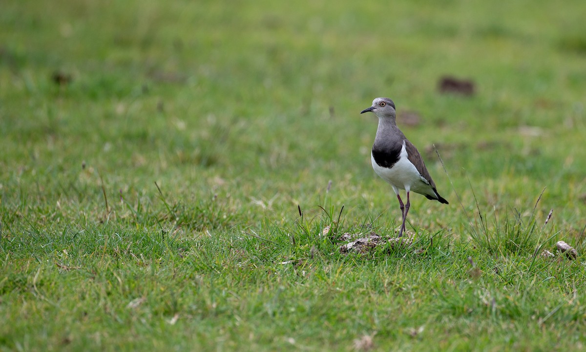 Black-winged Lapwing - ML623087002