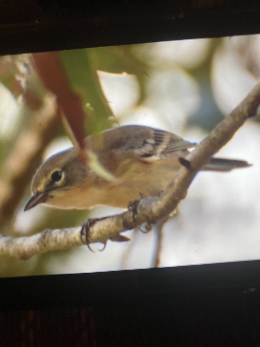 Pine Warbler - ML623087030