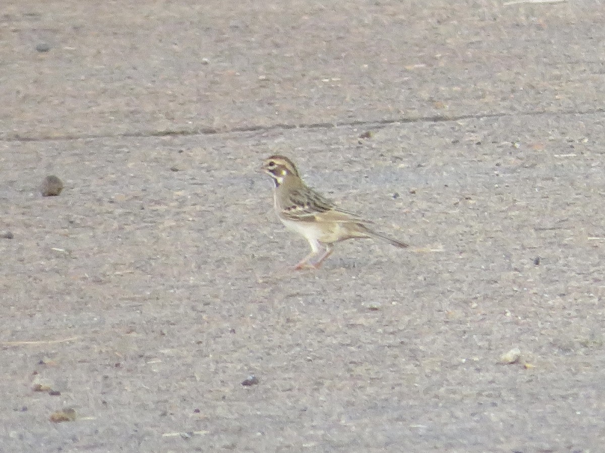 Lark Sparrow - ML623087032