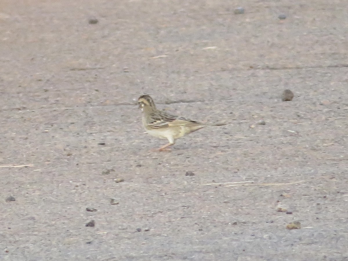 Lark Sparrow - ML623087033