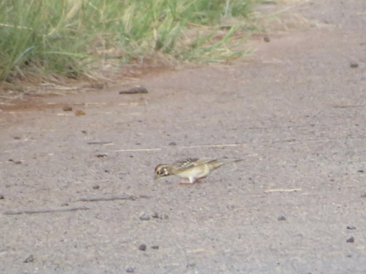 Lark Sparrow - ML623087034