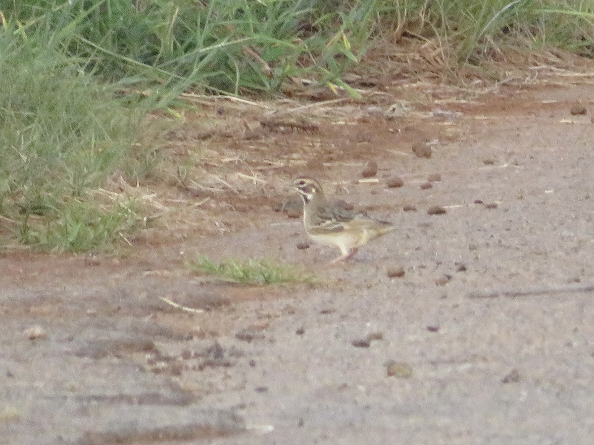 Lark Sparrow - ML623087035