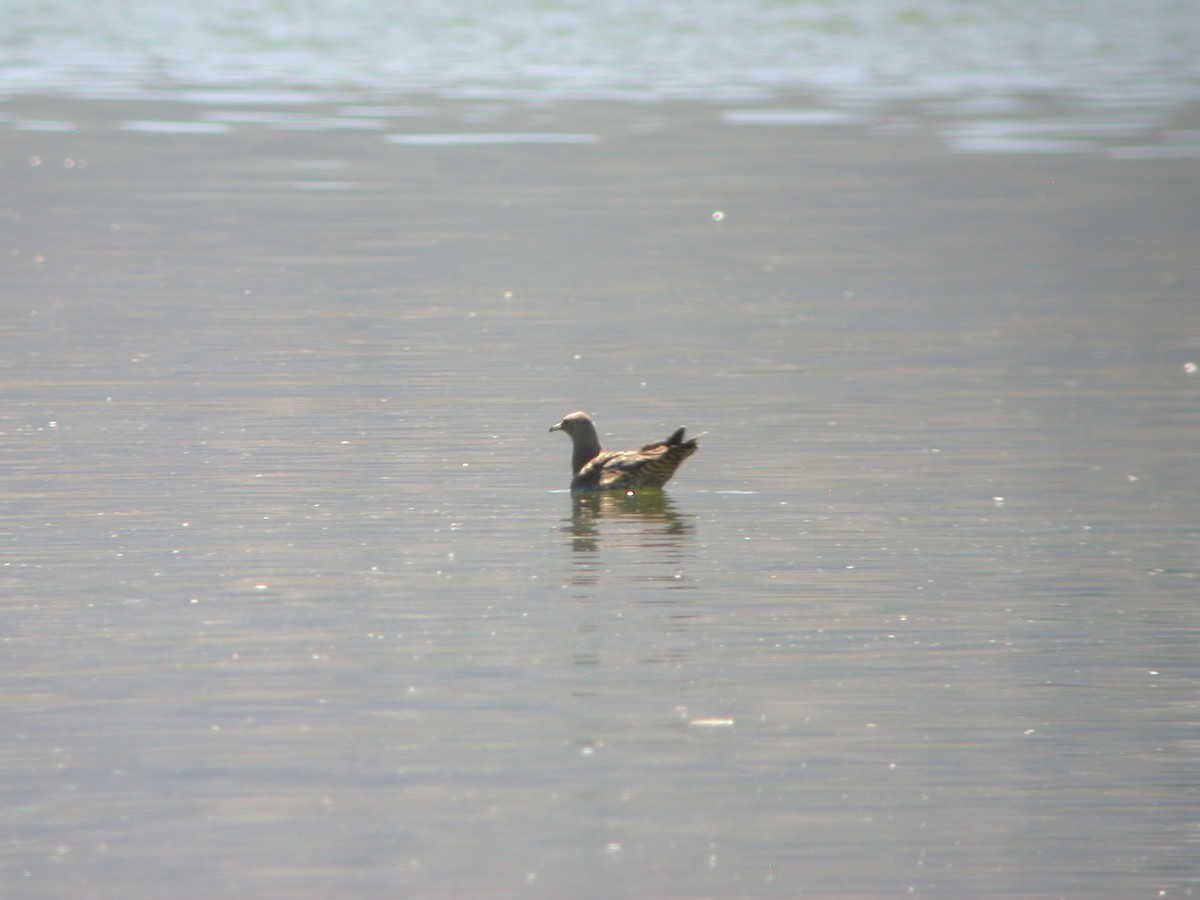 Parasitic Jaeger - ML623087058