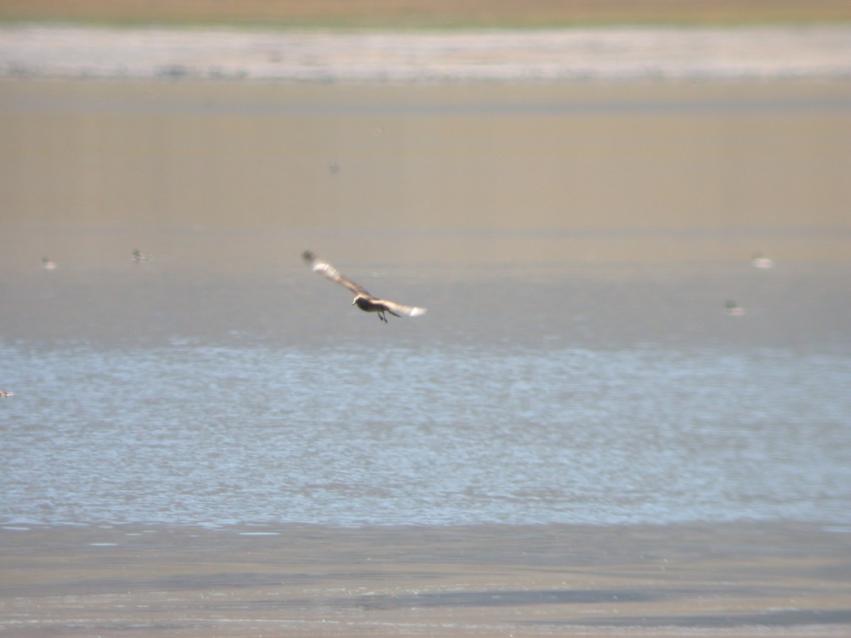 Parasitic Jaeger - ML623087062