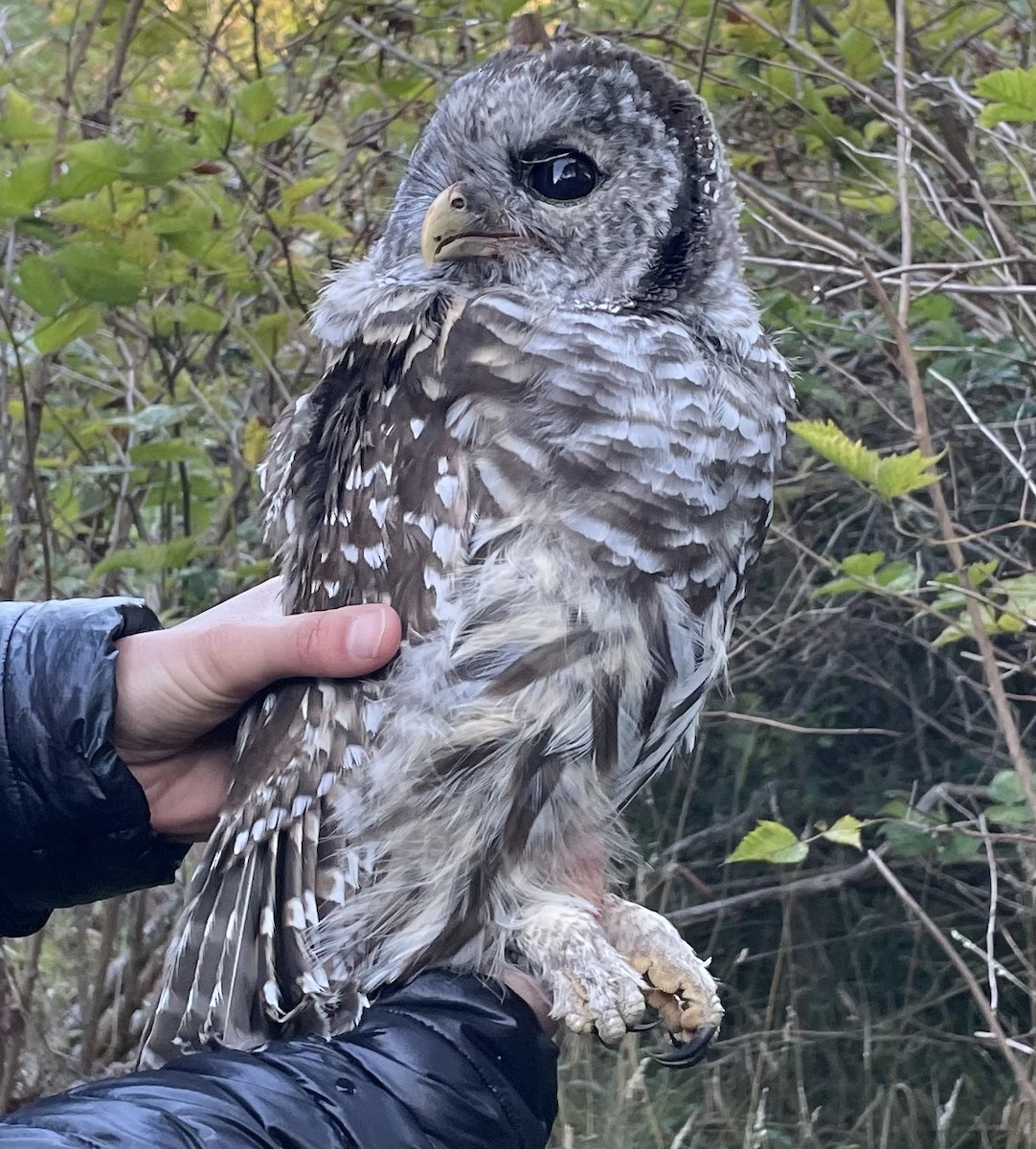 Barred Owl - Anne Cotter