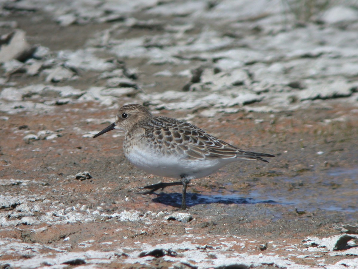 Baird's Sandpiper - ML623087084