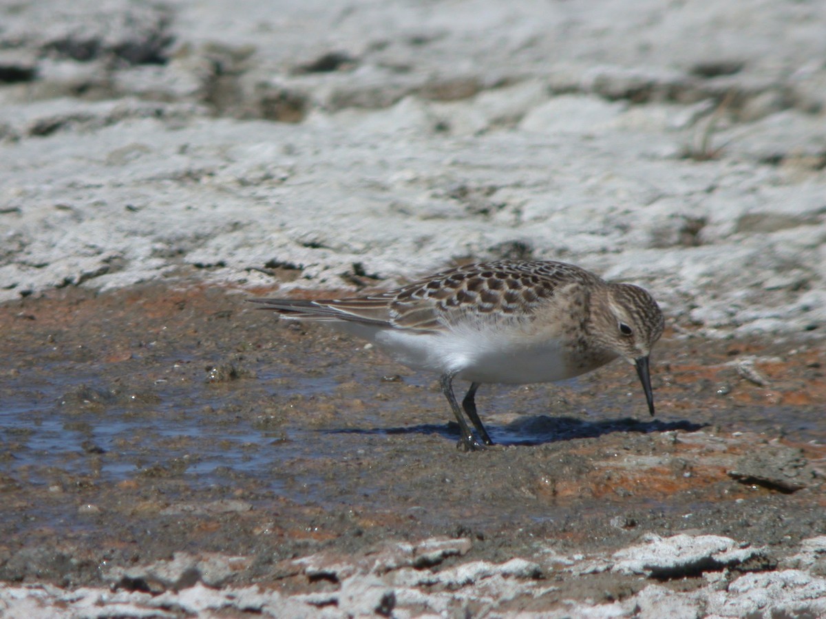 Baird's Sandpiper - ML623087087