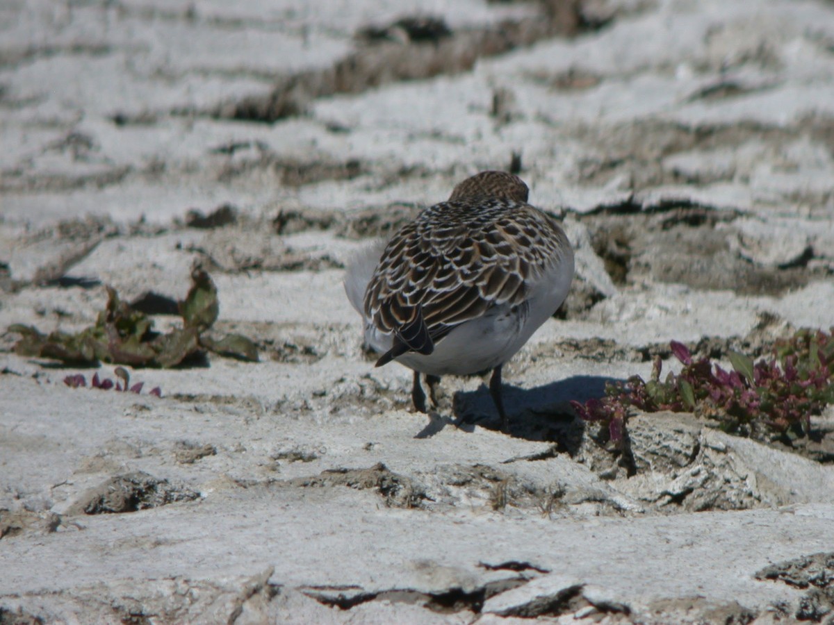 Baird's Sandpiper - ML623087088