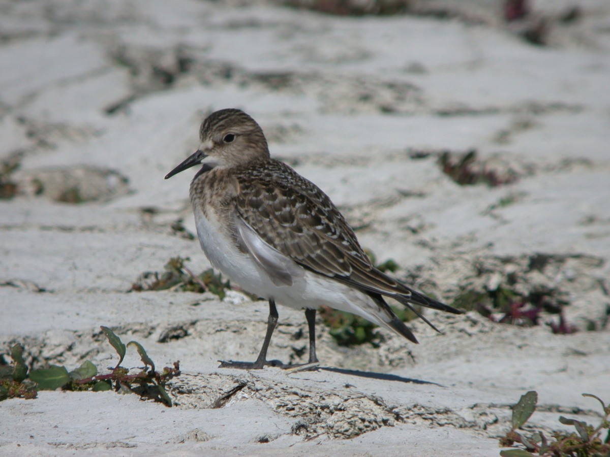 Baird's Sandpiper - ML623087091