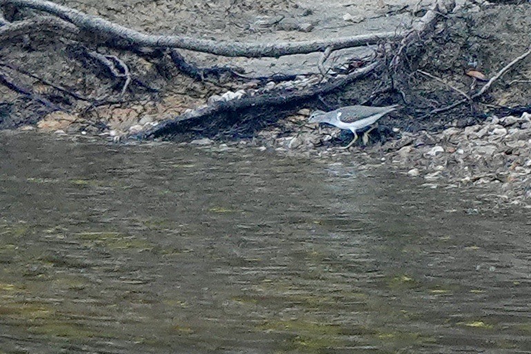 Spotted Sandpiper - ML623087191
