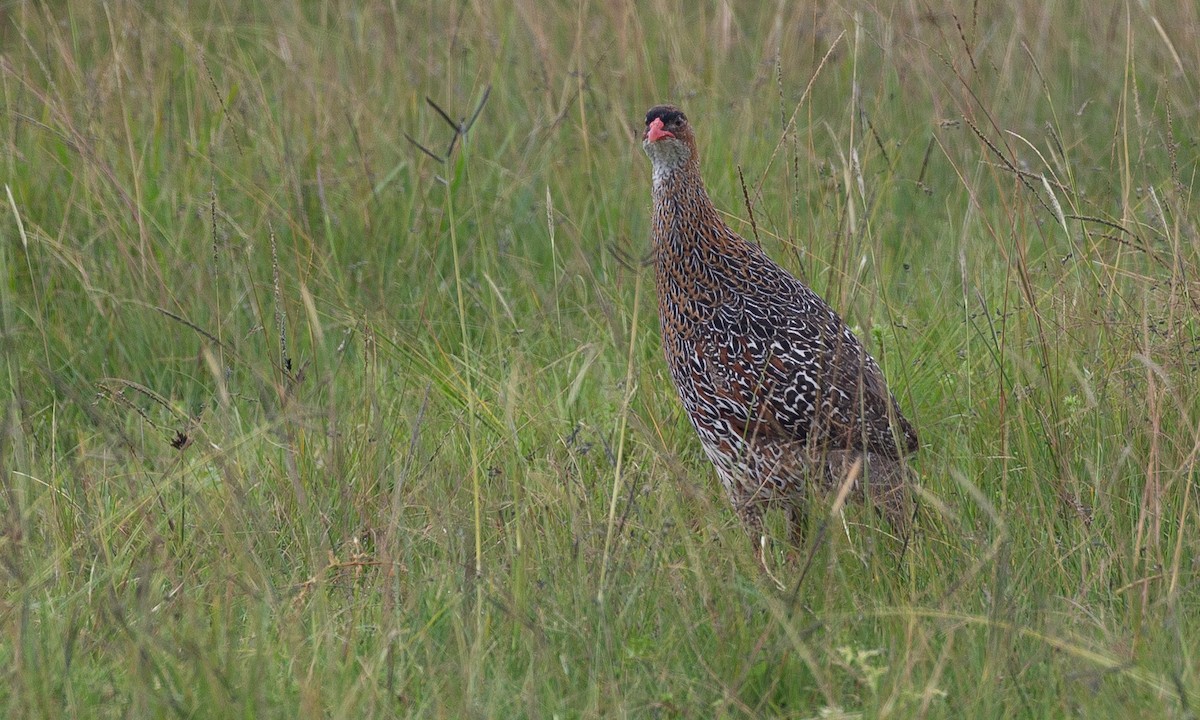 Chestnut-naped Spurfowl (Northern) - ML623087217