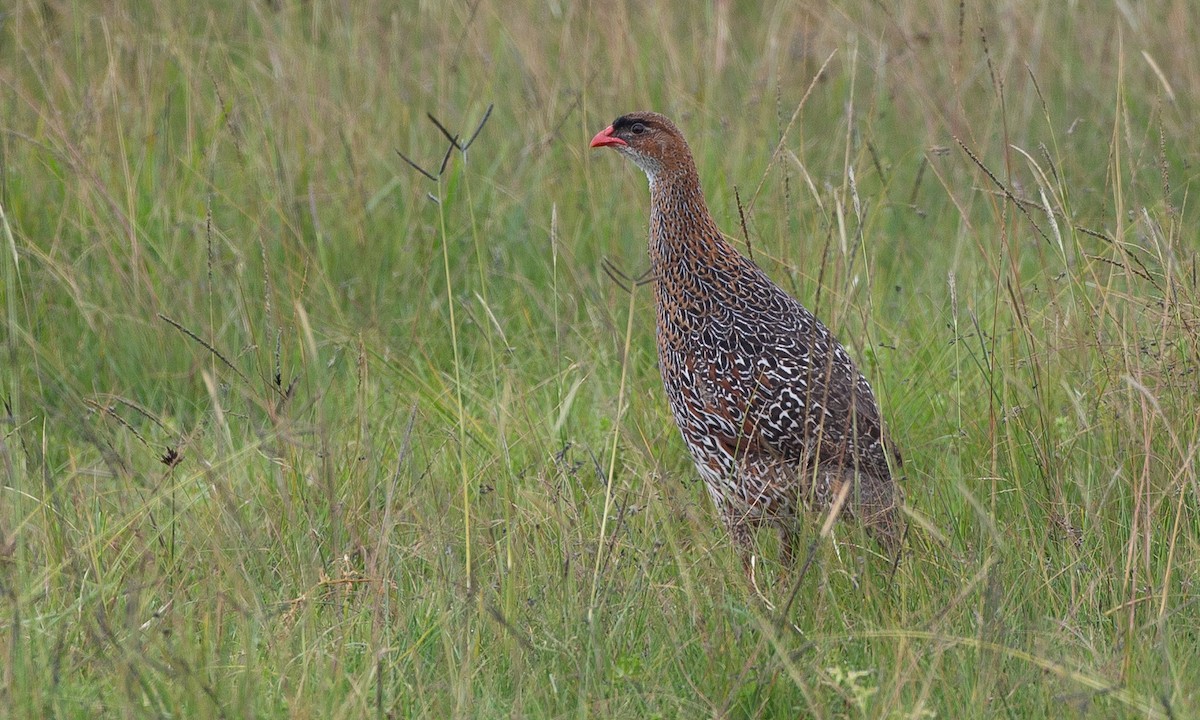 Chestnut-naped Spurfowl (Northern) - ML623087218