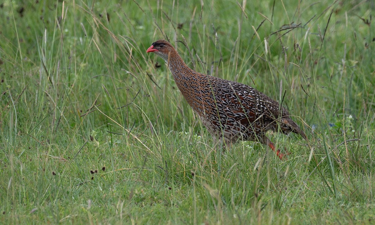 Chestnut-naped Spurfowl (Northern) - ML623087219