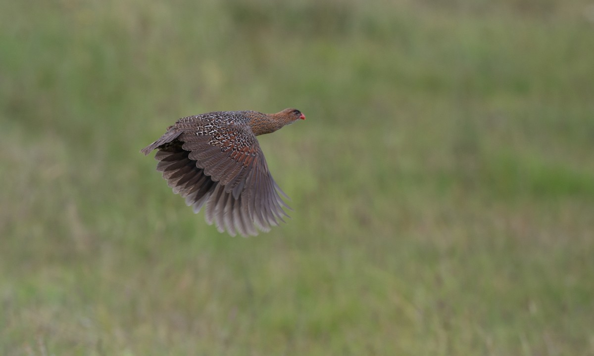 Chestnut-naped Spurfowl (Northern) - ML623087220